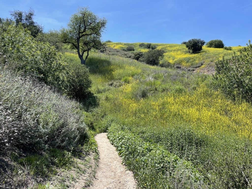 Adult walking a nature trail during trauma-informed intensive outpatient recovery at Found Recovery in Agoura Hills