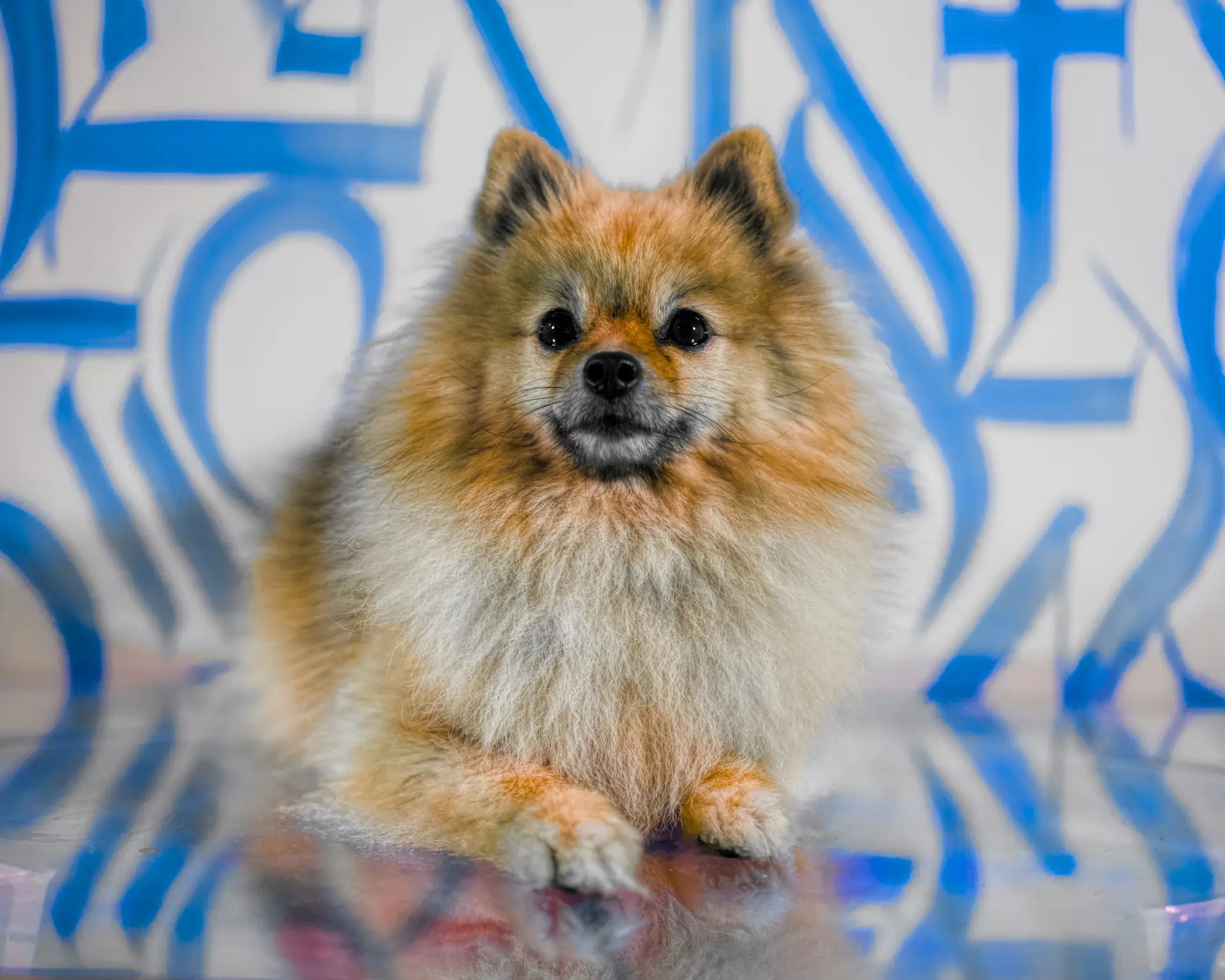 Gracie, the support animal at Found Recovery, offering comfort and emotional support to clients during their recovery journey.